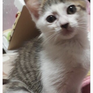 おかっぱちゃん　里親募集中
