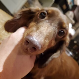 優しいお顔のモネちゃん♪里親絶賛募集中！