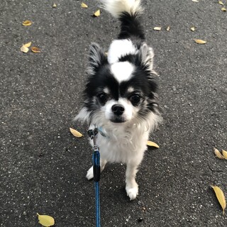 チワワミックスのセナ君　里親さま決まりました