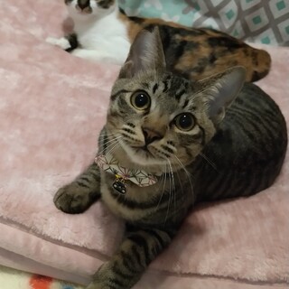 正式譲渡(* ´ ▽ ` *)ﾉかんぱちくん