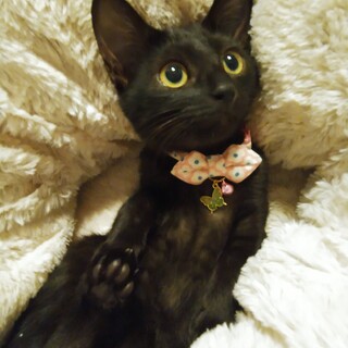 ずっとのおうち決定(*^^*) ばたーなっつ