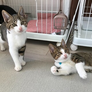 きりっとしたきじしろ美少年　ペアで魅力倍増