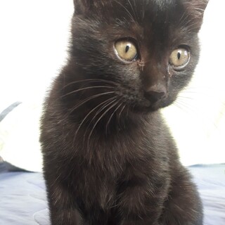 里親決定。ボンネットから救出の黒猫テトちゃん
