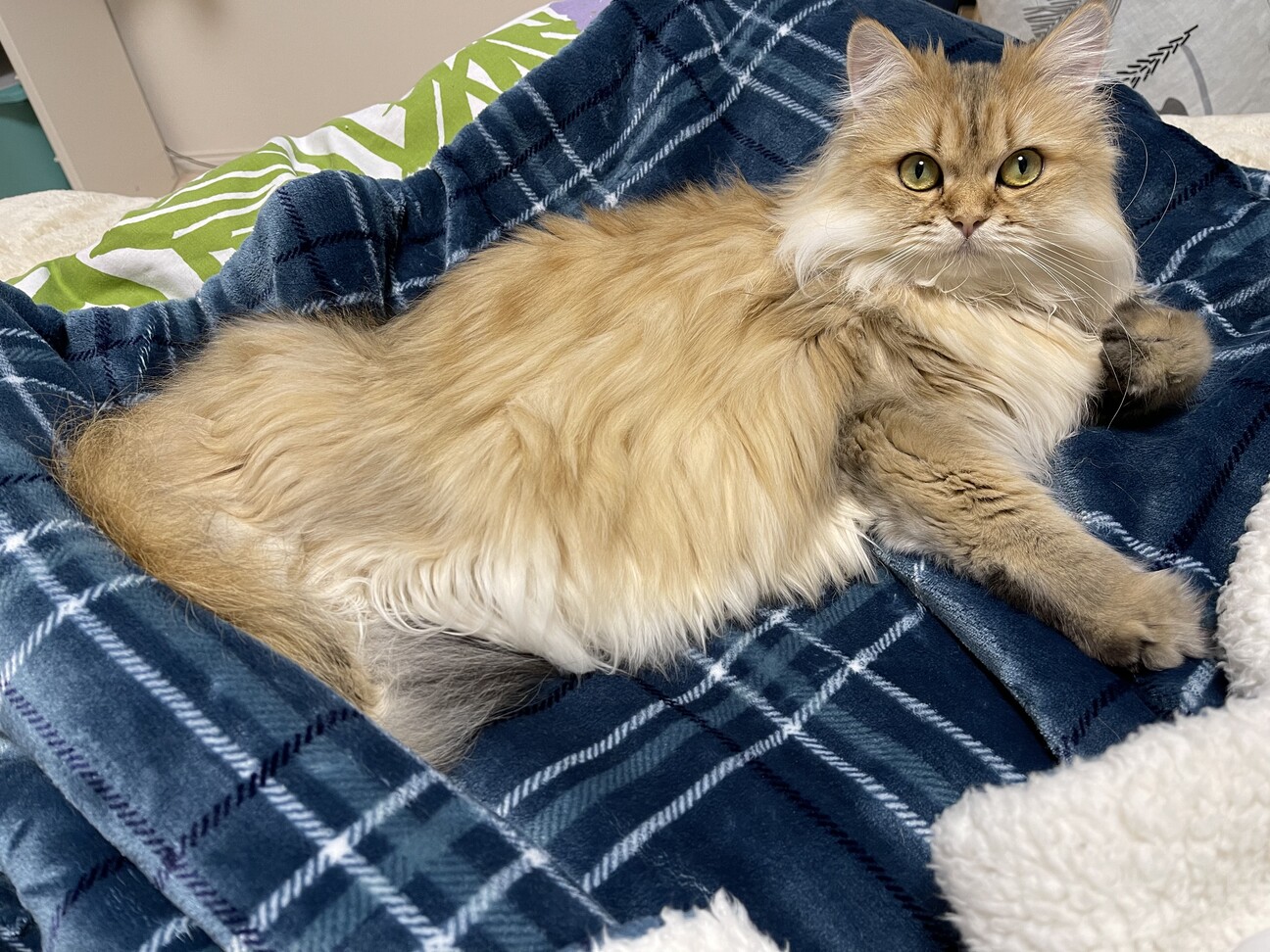 日未凛(ひまり)