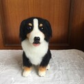 バーニーズ  2匹揃ってのお迎え歓迎