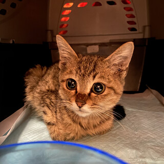 モフモフ兄弟2匹一緒にお願いします