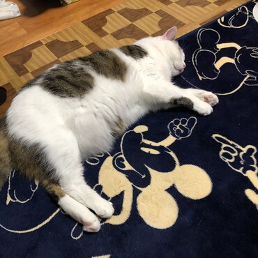 の写真