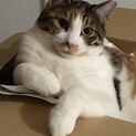 三毛女好きのかたへ♪