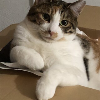 三毛女好きのかたへ♪