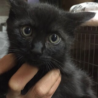 黒猫男の子　里親募集中!!