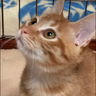 とても可愛い！マロ&ララ ちゃん兄妹です