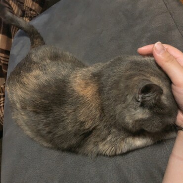 撫でて撫でて〜と手に頭を押し付けてくるモカちゃん