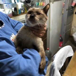 シャムミックスのイチちゃん