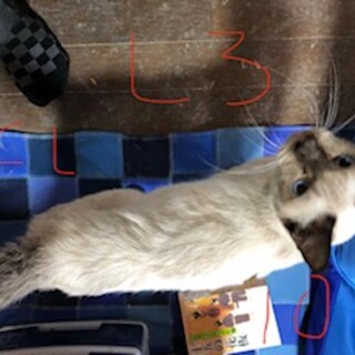 シャムミックスのシロちゃん