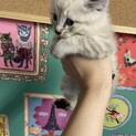 子猫の里親募集