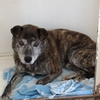 頑固な老犬の家族になって下さい