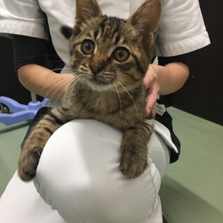 甘えん坊ゴロゴロのキジトラ男の子