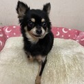 チワワ　ノアちゃん　募集一時停止