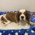 キャバリア　マーリンくん　募集一時停止