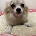 チワワ　ローサちゃん　里親募集中
