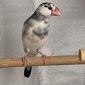 桜文鳥　里親様決まりました！