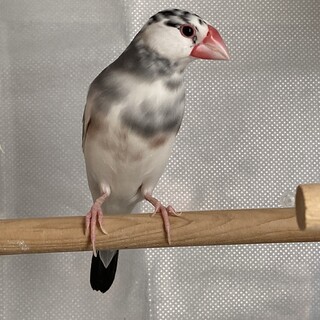 桜文鳥　里親様決まりました！