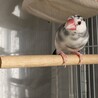 桜文鳥　里親様決まりました！ サムネイル3