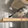 桜文鳥　里親様決まりました！ サムネイル2