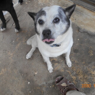 夫婦が病気の為、やむを得ず犬の里親募集