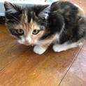 里親募集中！