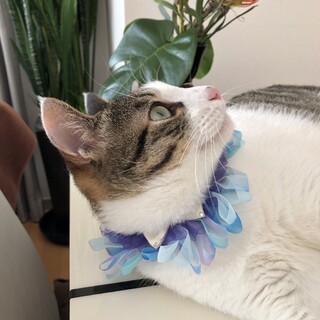 沖縄でハブに咬まれてしまったボクは・・・