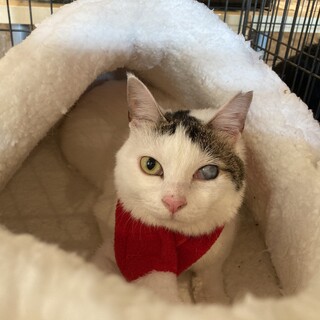 【ありがとうございました】人が大好き膝のり猫さん