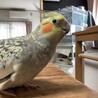 尾羽