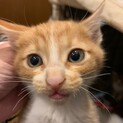 茶白のわんぱく子猫　家族募集