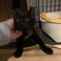 黒猫　子猫　女の子　家族募集中