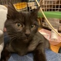 黒子猫　シャイな男の子　家族募集中