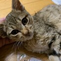 キジトラの子猫　ふわふの毛並　女の子