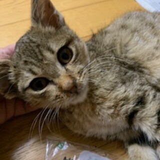 キジトラの子猫　ふわふの毛並　女の子