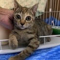 キジ子猫　お転婆な女の子