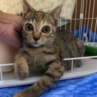 キジ子猫　お転婆な女の子
