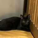黒子猫　シャイな女の子　　家族募集中