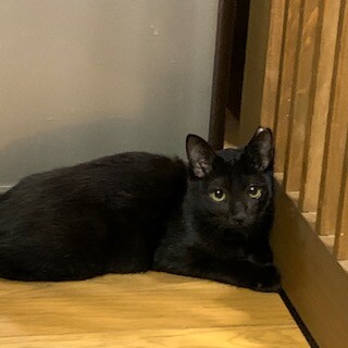 黒子猫　シャイな女の子　　家族募集中