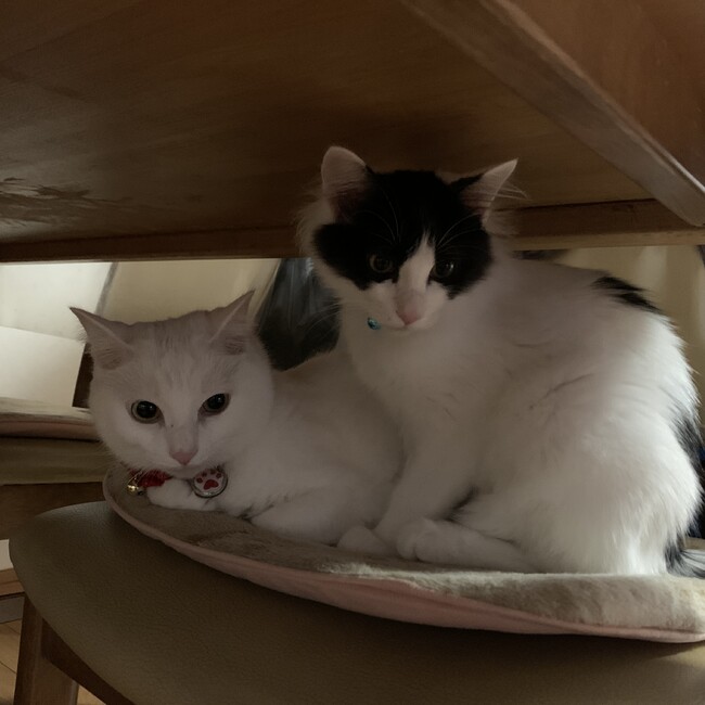 トロままのカバー写真