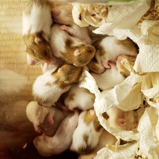 ⭐募集終了⭐ゴールデンハムスター