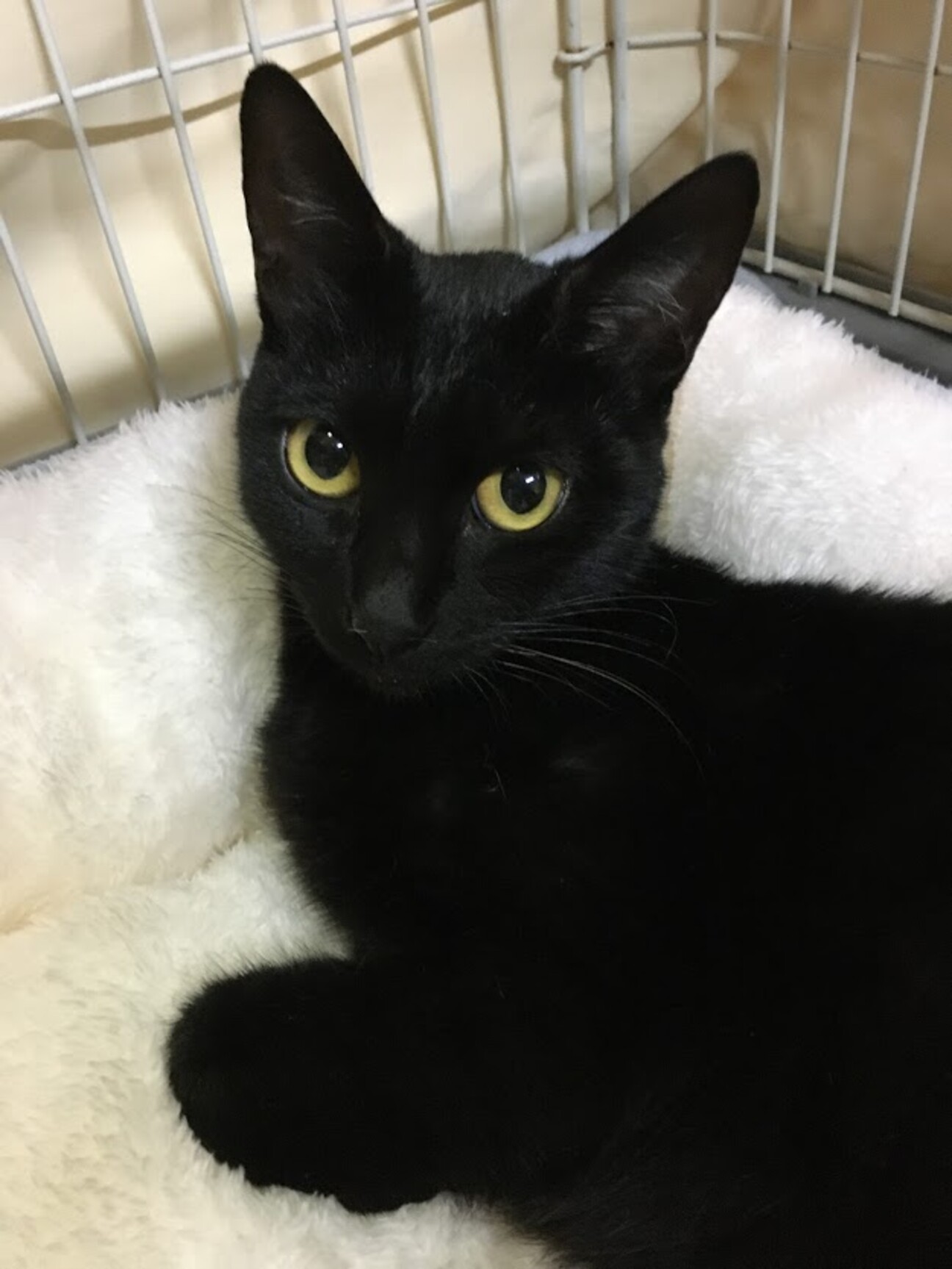 優しく賢い母猫です 茨城県 猫の里親募集 ペットのおうち 月間利用者150万人