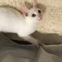 オッドアイの白猫♂ましゅまろくん