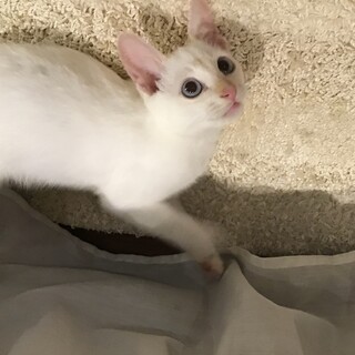 オッドアイの白猫♂ましゅまろくん