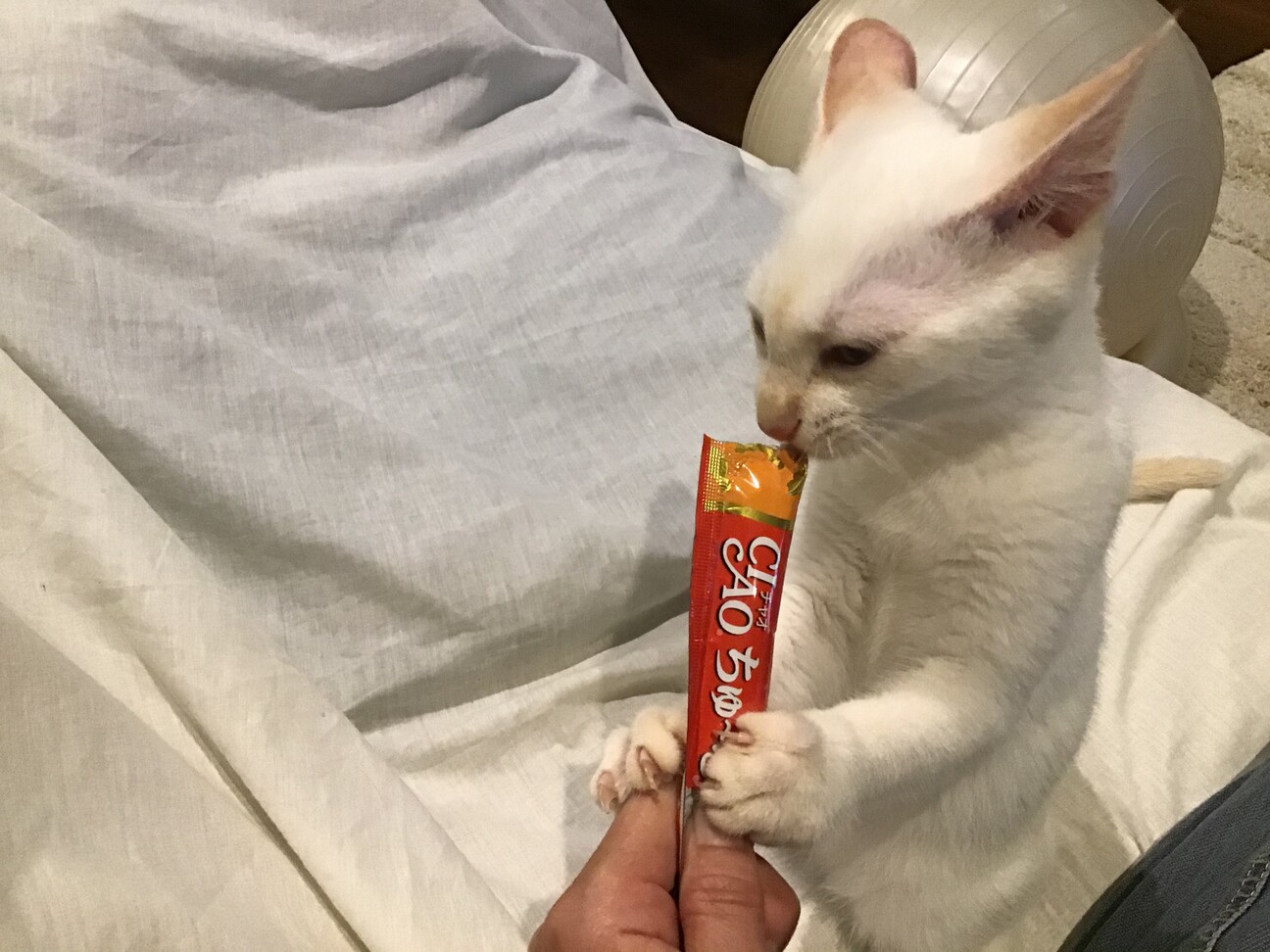 オッドアイの白猫♂ましゅまろくん サムネイル2