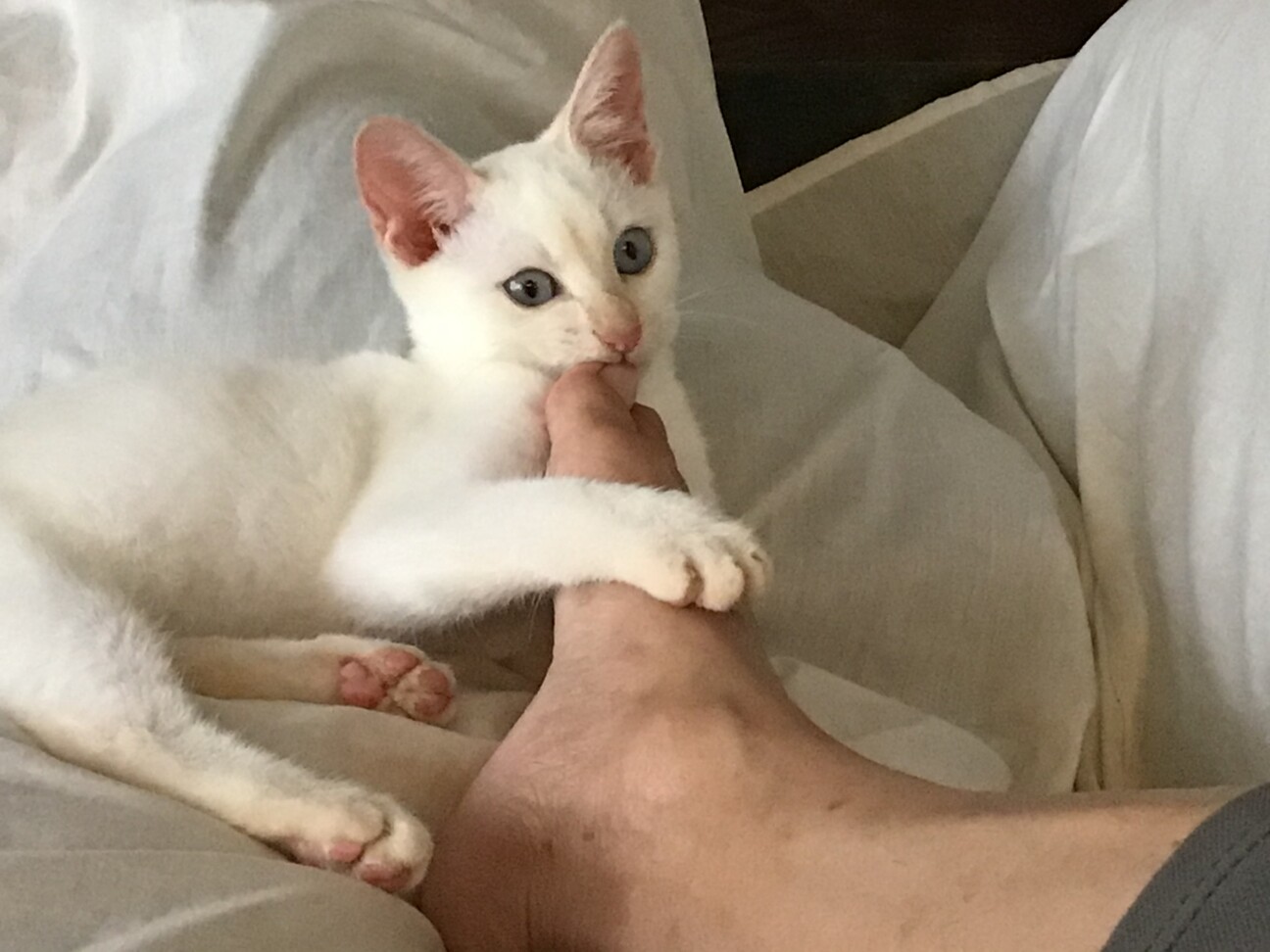 白猫♡白猫 猫雛人形【大】 猫の日♡限定 m(=✧