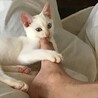 オッドアイの白猫♂ましゅまろくん サムネイル3